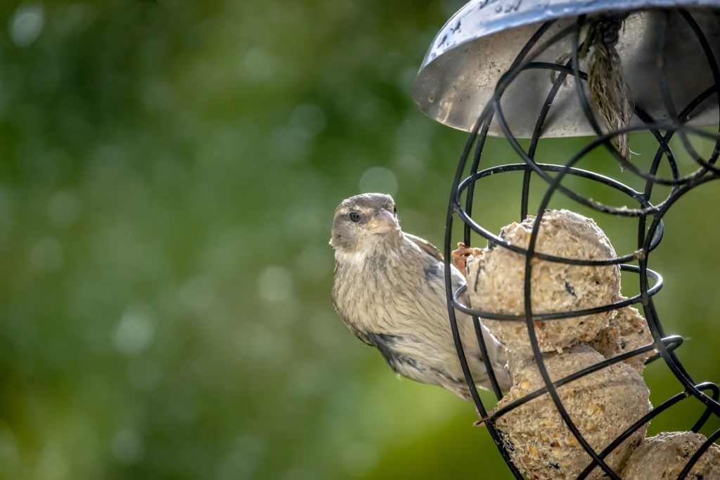 clooper, help wildlife during a heatwave