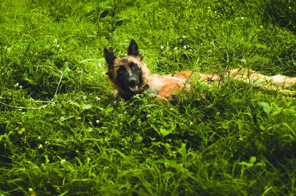 clooper, keep pets cool in a heatwave