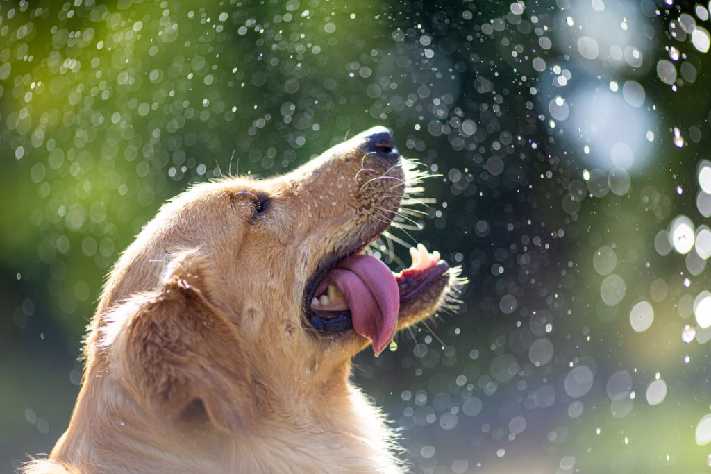 clooper, keep pets cool in a heatwave