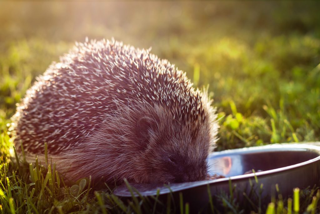 clooper, help wildlife during a heatwave