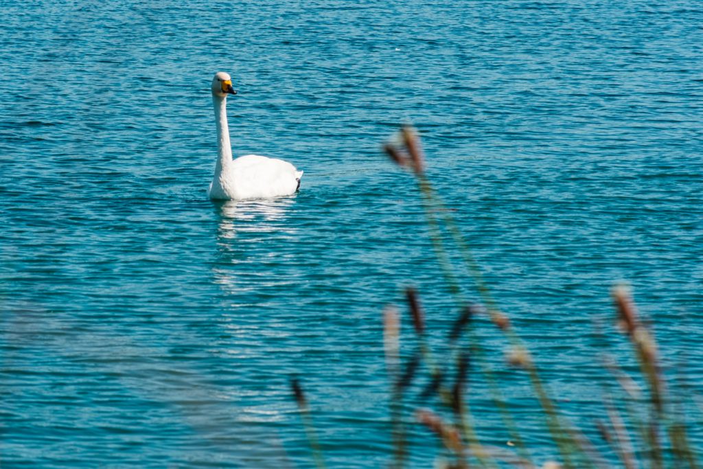 clooper, help wildlife during a heatwave