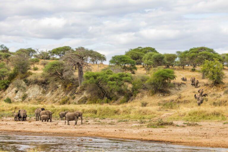Elephants on the bank of watershed with reduced tree coverage in East Africa. Taken by Peter Dungu for One Tree Planted
